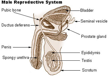 semen and the male reproductive system